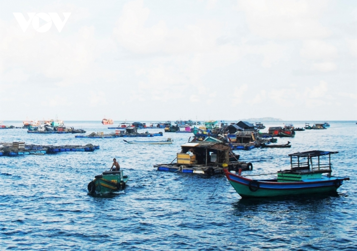 Cà Mau làm rõ nguyên nhân cá bớp ở đảo Hòn Chuối chết